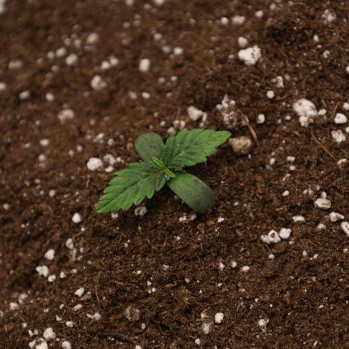 Fastbuds Guava Girls. Week 0