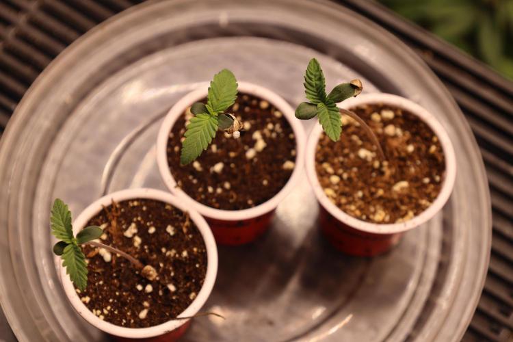 Fastbuds Guava Girls. Week 0