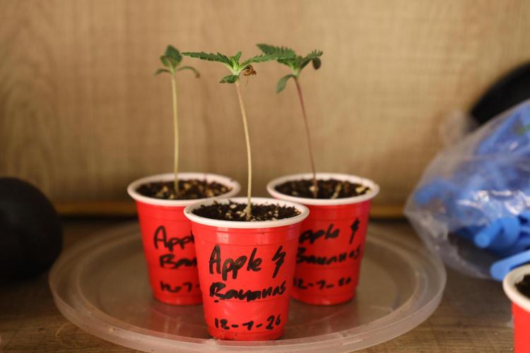 Kannabia Apple & Bananas. Week 0