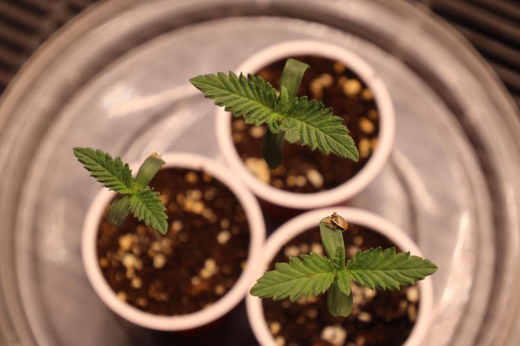 Kannabia Apple & Bananas. Week 0