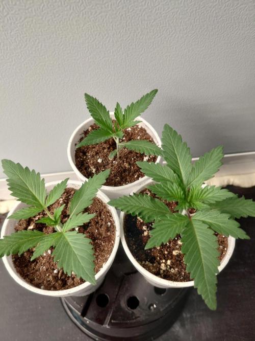 Kannabia Apple & Bananas. Week 1