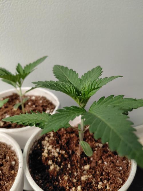 Kannabia Apple & Bananas. Week 1
