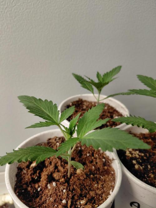 Kannabia Apple & Bananas. Week 1
