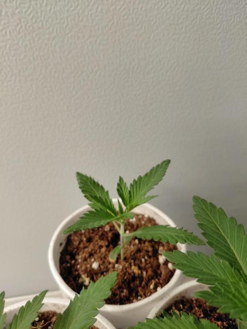Kannabia Apple & Bananas. Week 1