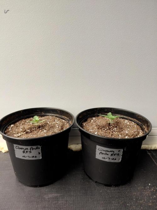Fastbuds Guava Girls. Week 1