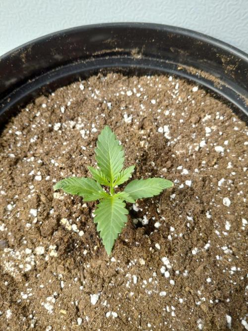 Fastbuds Guava Girls. Week 1