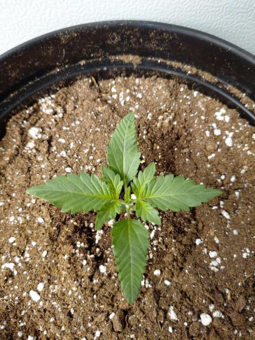 Fastbuds Guava Girls. Week 1