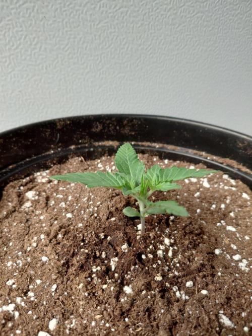 Fastbuds Guava Girls. Week 1
