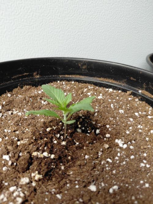 Fastbuds Guava Girls. Week 1