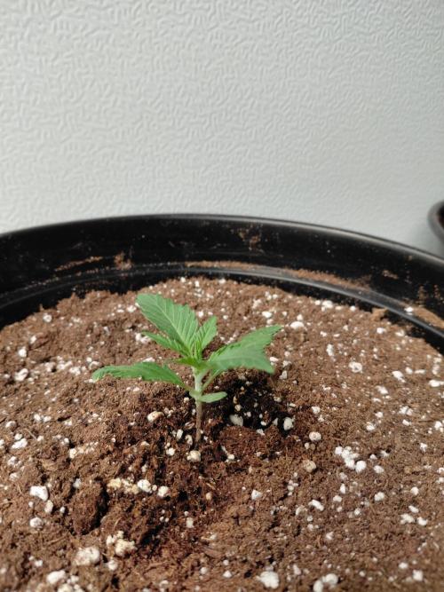 Fastbuds Guava Girls. Week 1
