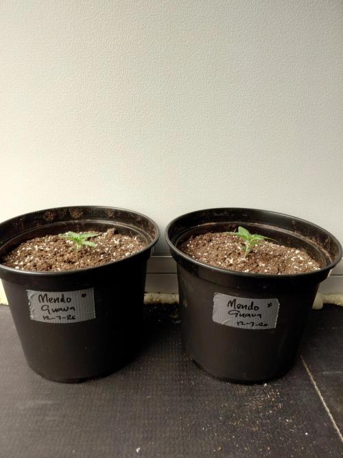 Fastbuds Guava Girls. Week 1