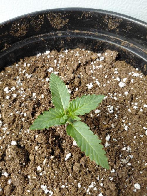 Fastbuds Guava Girls. Week 1
