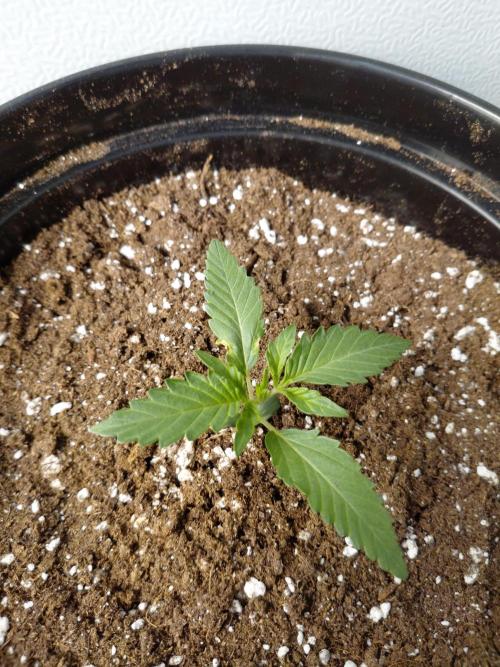 Fastbuds Guava Girls. Week 1