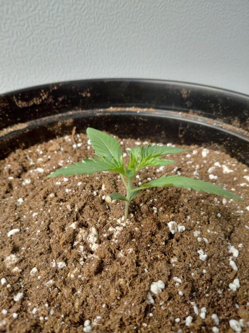 Fastbuds Guava Girls. Week 1