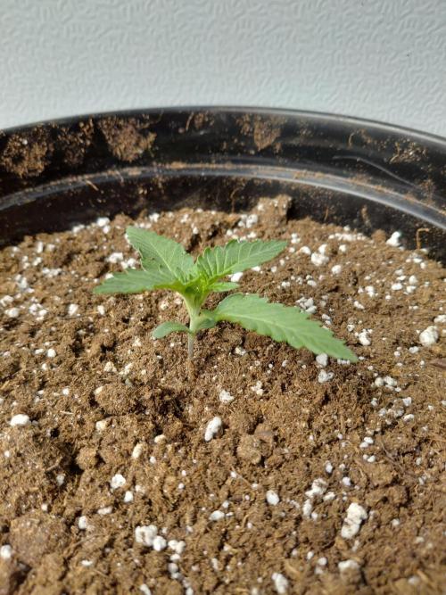 Fastbuds Guava Girls. Week 1