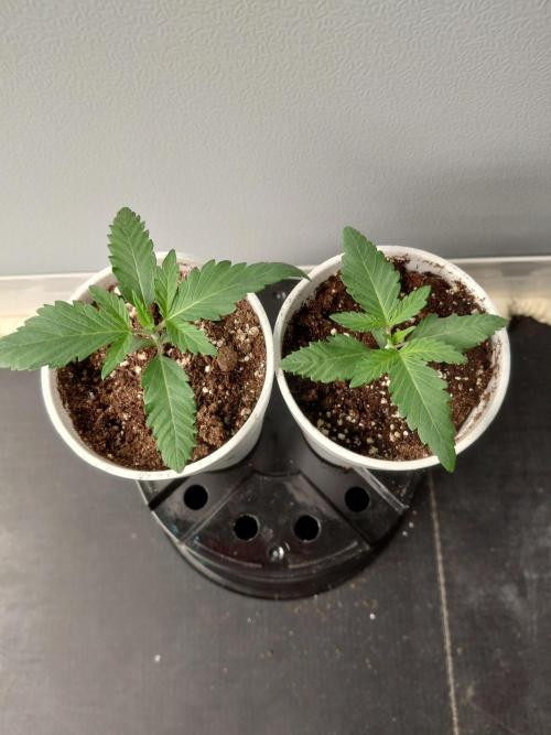 Kannabia Seeds Zoap Rose. Week 1