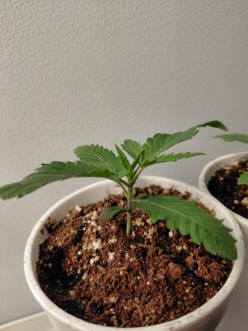 Kannabia Seeds Zoap Rose. Week 1