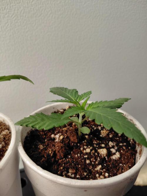 Kannabia Seeds Zoap Rose. Week 1