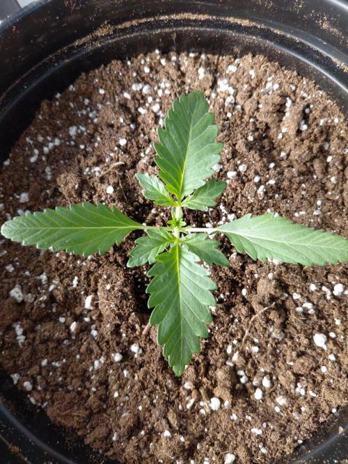Fastbuds Mendo Guava Outdoor. Week 1