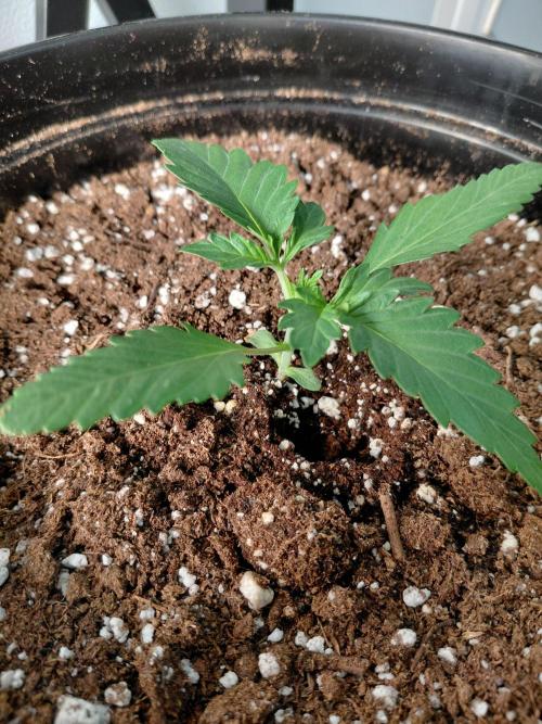 Fastbuds Mendo Guava Outdoor. Week 1