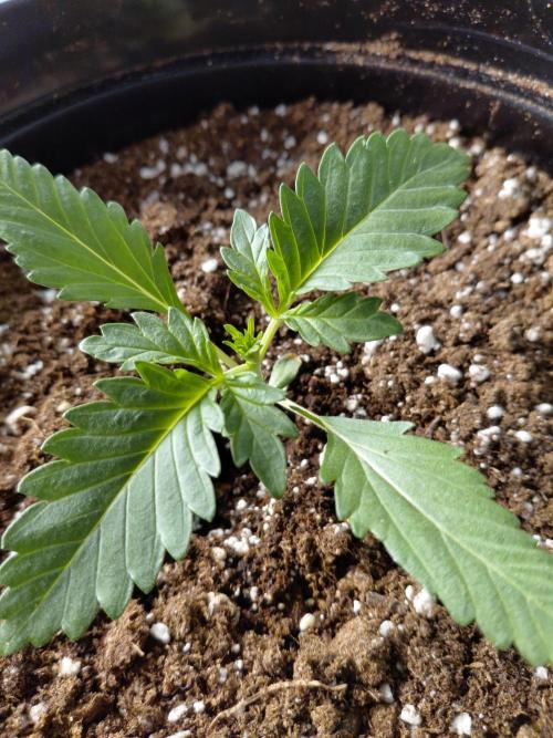 Fastbuds Mendo Guava Outdoor. Week 1