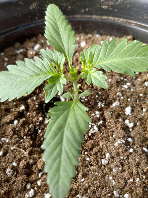 Fastbuds Mendo Guava Outdoor. Week 1