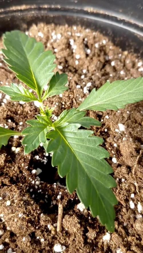 Fastbuds Mendo Guava Outdoor
