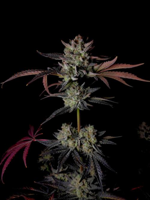Fastbuds Mendo Frost Auto. Week 11