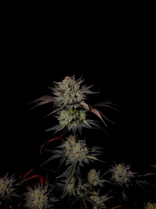 Fastbuds Mendo Frost Auto. Week 11