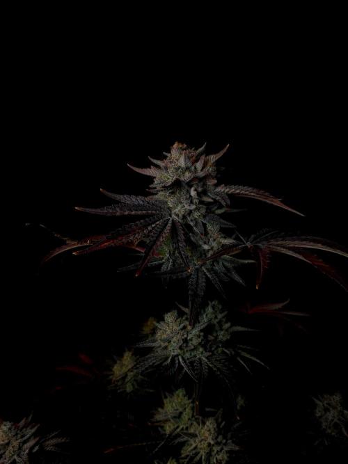 Fastbuds Mendo Frost Auto. Week 11