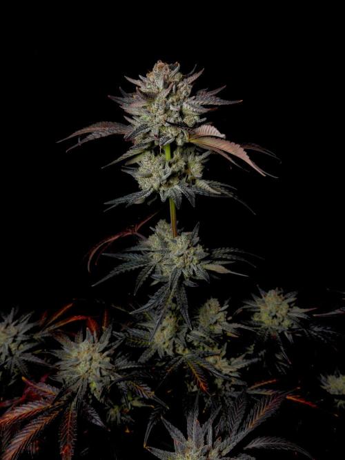 Fastbuds Mendo Frost Auto. Week 11