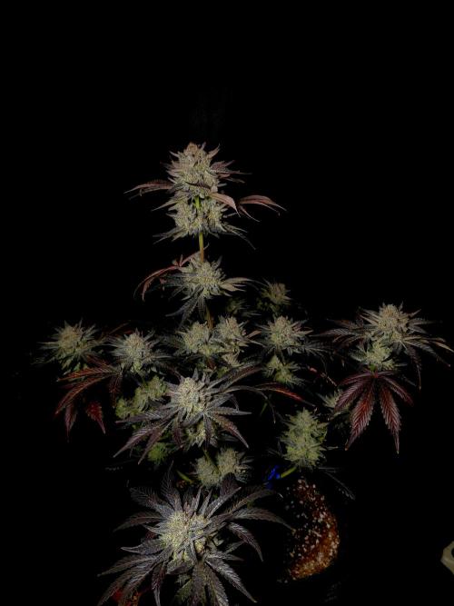 Fastbuds Mendo Frost Auto. Week 11