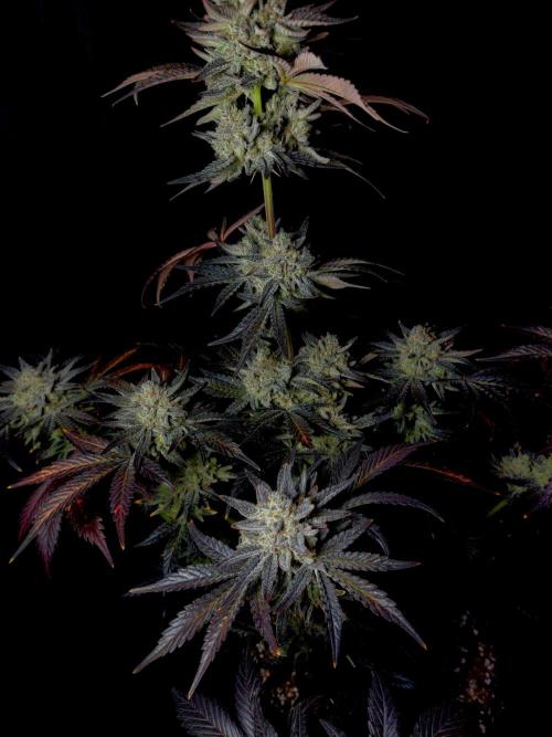 Fastbuds Mendo Frost Auto. Week 11