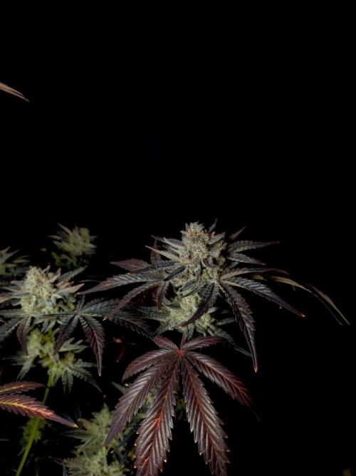 Fastbuds Mendo Frost Auto. Week 11
