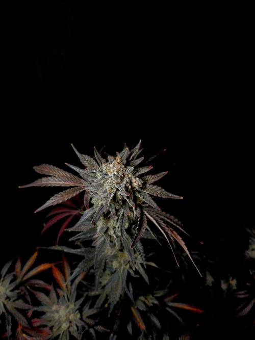Fastbuds Mendo Frost Auto. Week 11