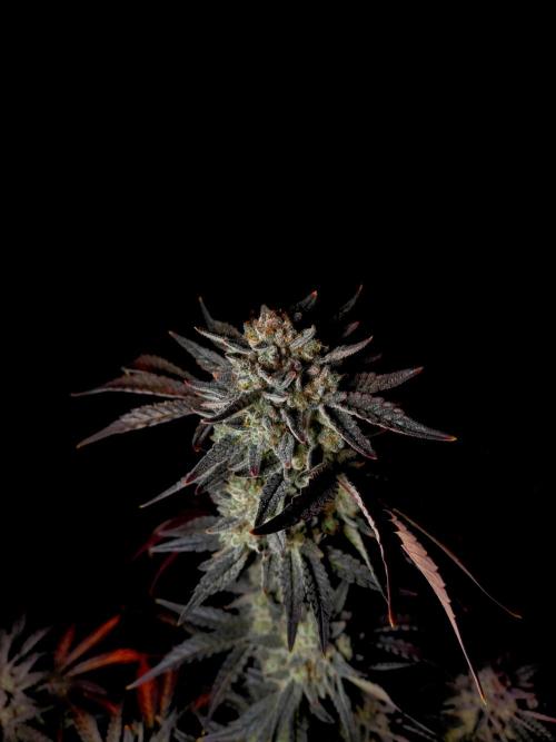 Fastbuds Mendo Frost Auto. Week 11
