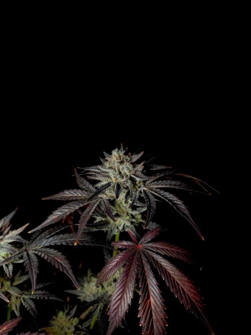 Fastbuds Mendo Frost Auto. Week 11