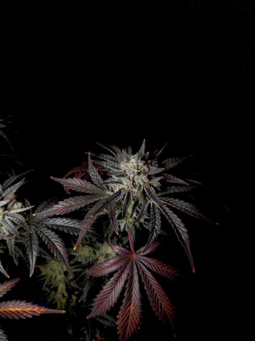 Fastbuds Mendo Frost Auto. Week 11