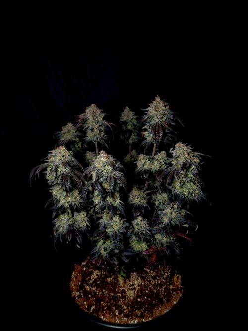 Fastbuds Mendo Frost Auto. Week 11