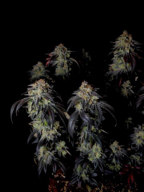 Fastbuds Mendo Frost Auto. Week 11