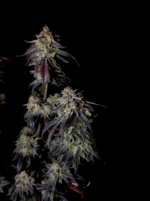 Fastbuds Mendo Frost Auto. Week 11