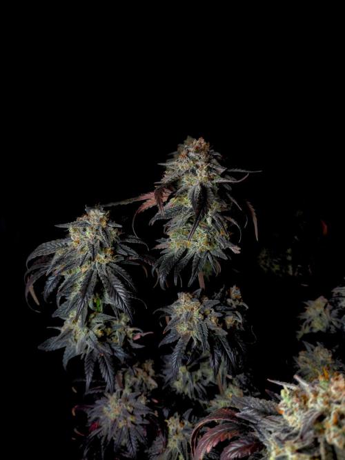 Fastbuds Mendo Frost Auto. Week 11