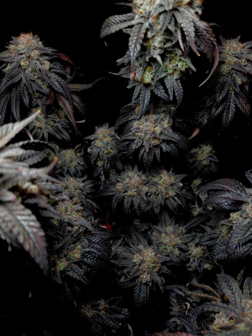 Fastbuds Mendo Frost Auto. Week 11