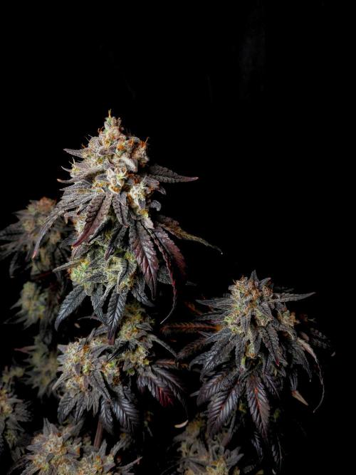 Fastbuds Mendo Frost Auto. Week 11
