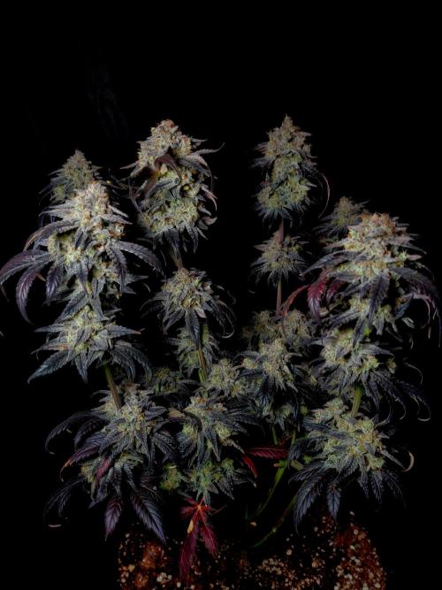 Fastbuds Mendo Frost Auto. Week 11