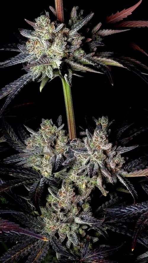 Fastbuds Mendo Frost Auto