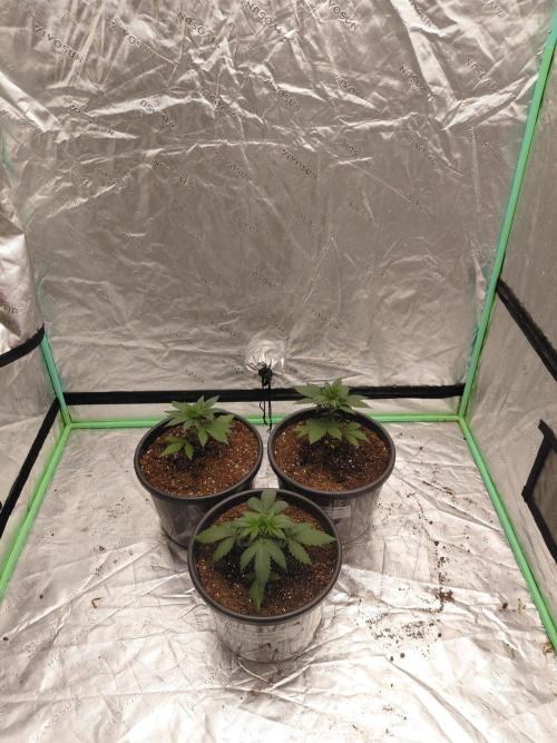 Kannabia Apple & Bananas. Week 2