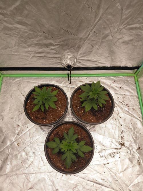 Kannabia Apple & Bananas. Week 2