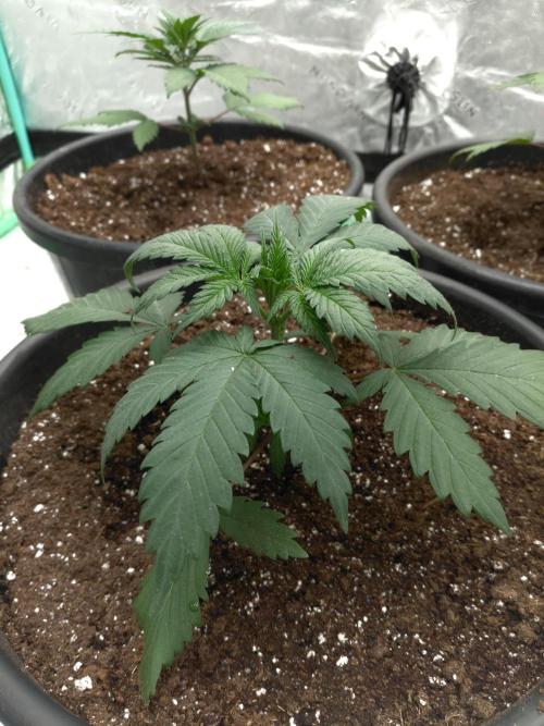 Kannabia Apple & Bananas. Week 2