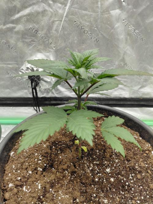 Kannabia Apple & Bananas. Week 2